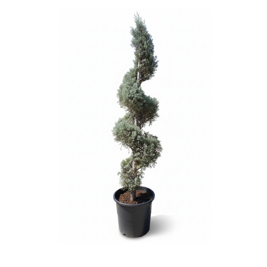 Spiral Silver Juniper