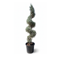 Spiral Silver Juniper