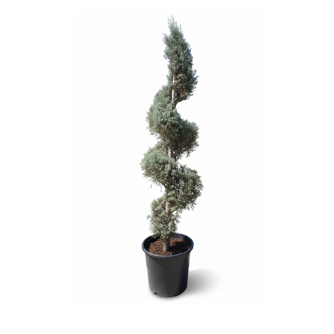 Spiral Silver Juniper