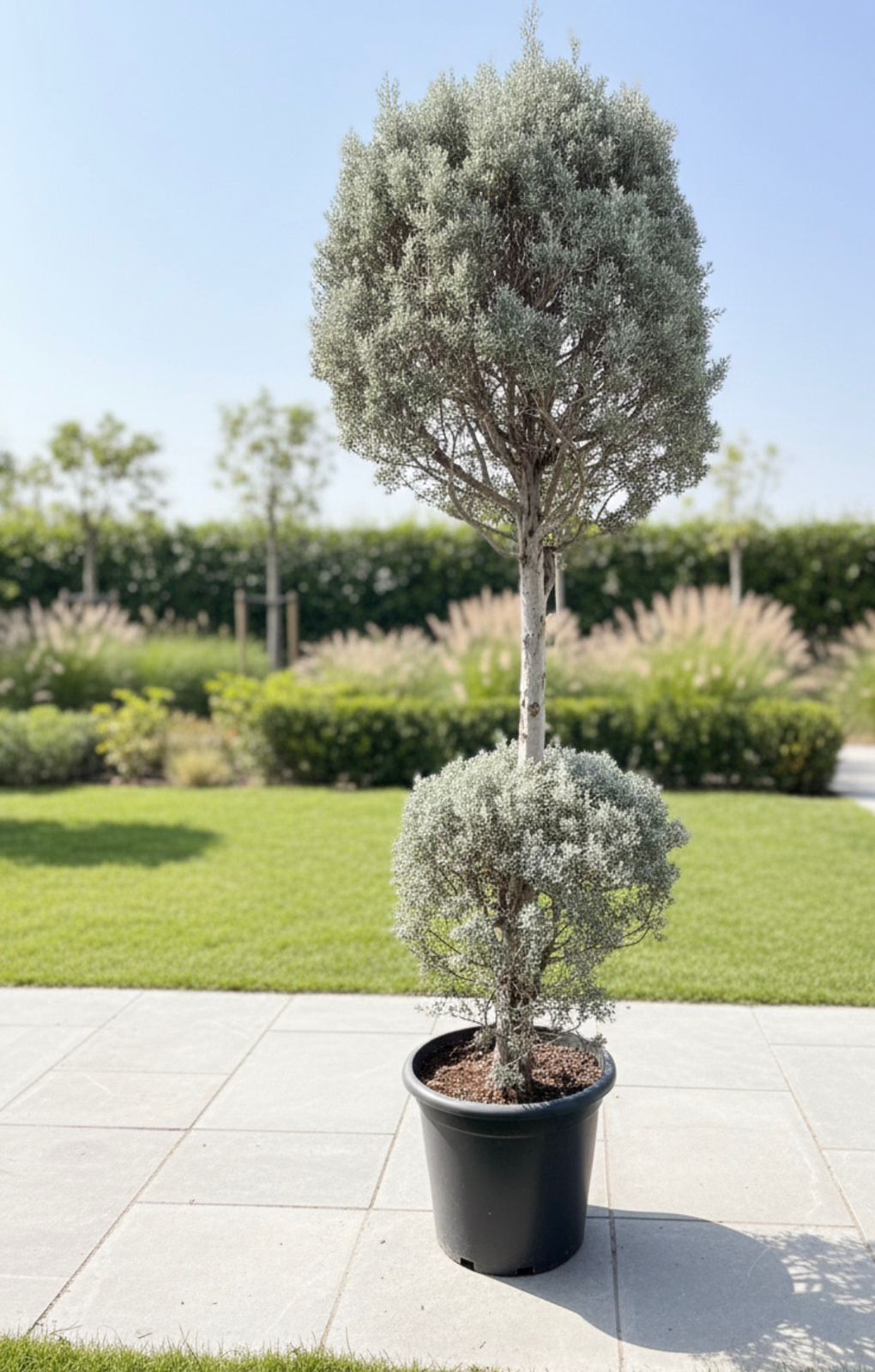 2-Tier Silver Juniper