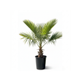 Fan Palm