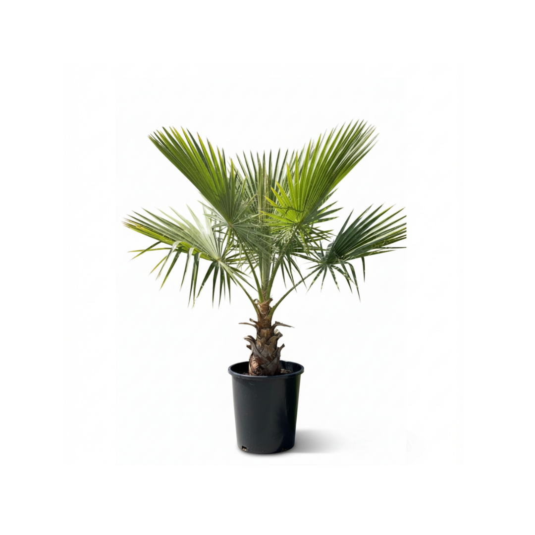 Fan Palm