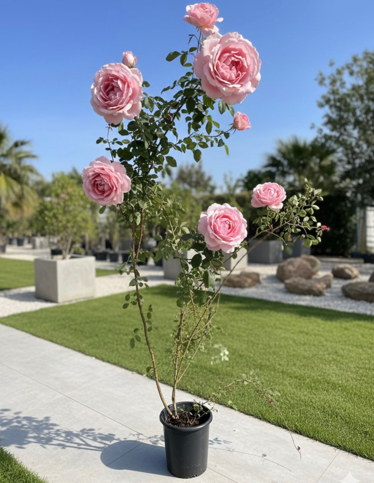 Italian "Arbeesh" Rose