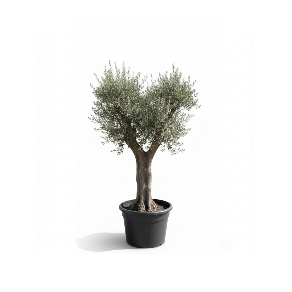 Spanish Olive "Crown"