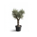 Spanish Olive "Crown"