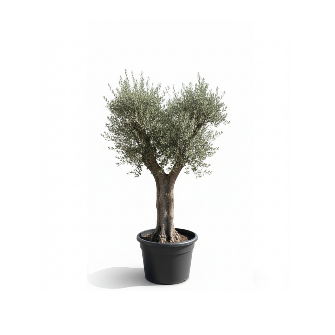 Spanish Olive "Crown"