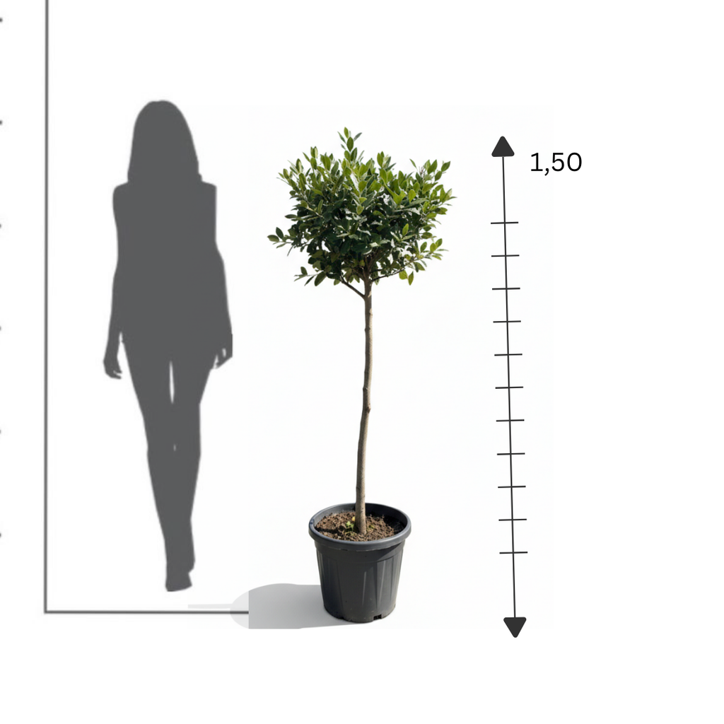 Photinia