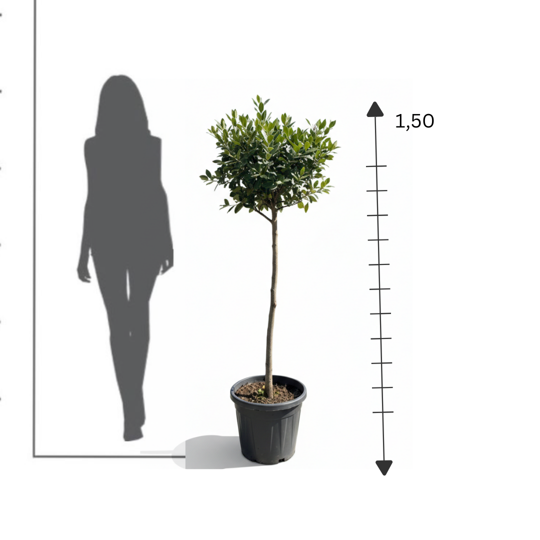 Photinia